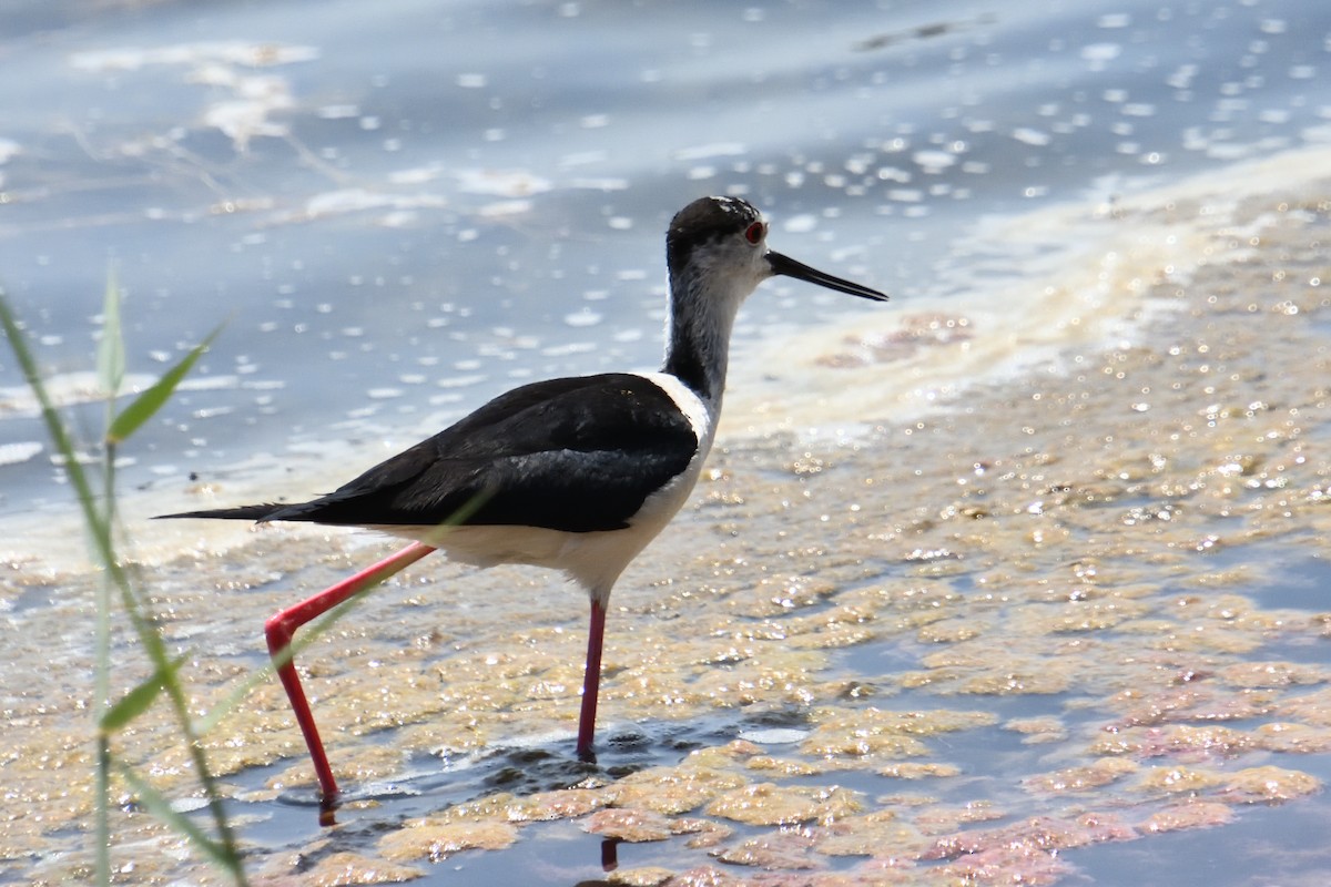 Black-winged Stilt - ML621760456