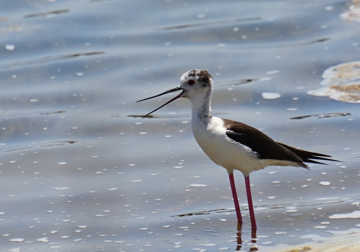 Black-winged Stilt - ML621760457