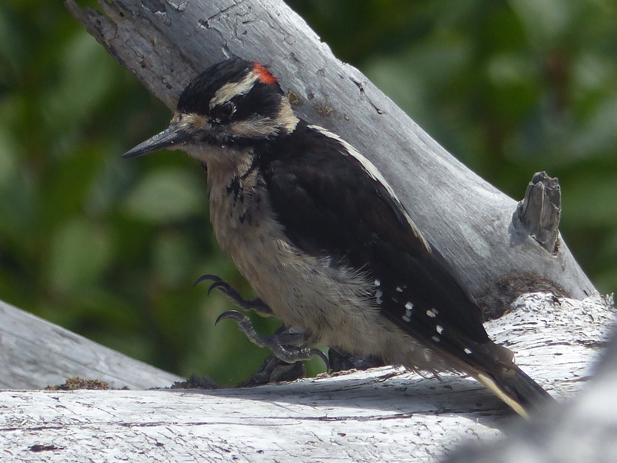 Hairy Woodpecker - Carolyn Wilcox