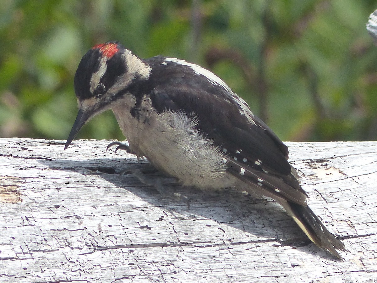 Hairy Woodpecker - ML621760475