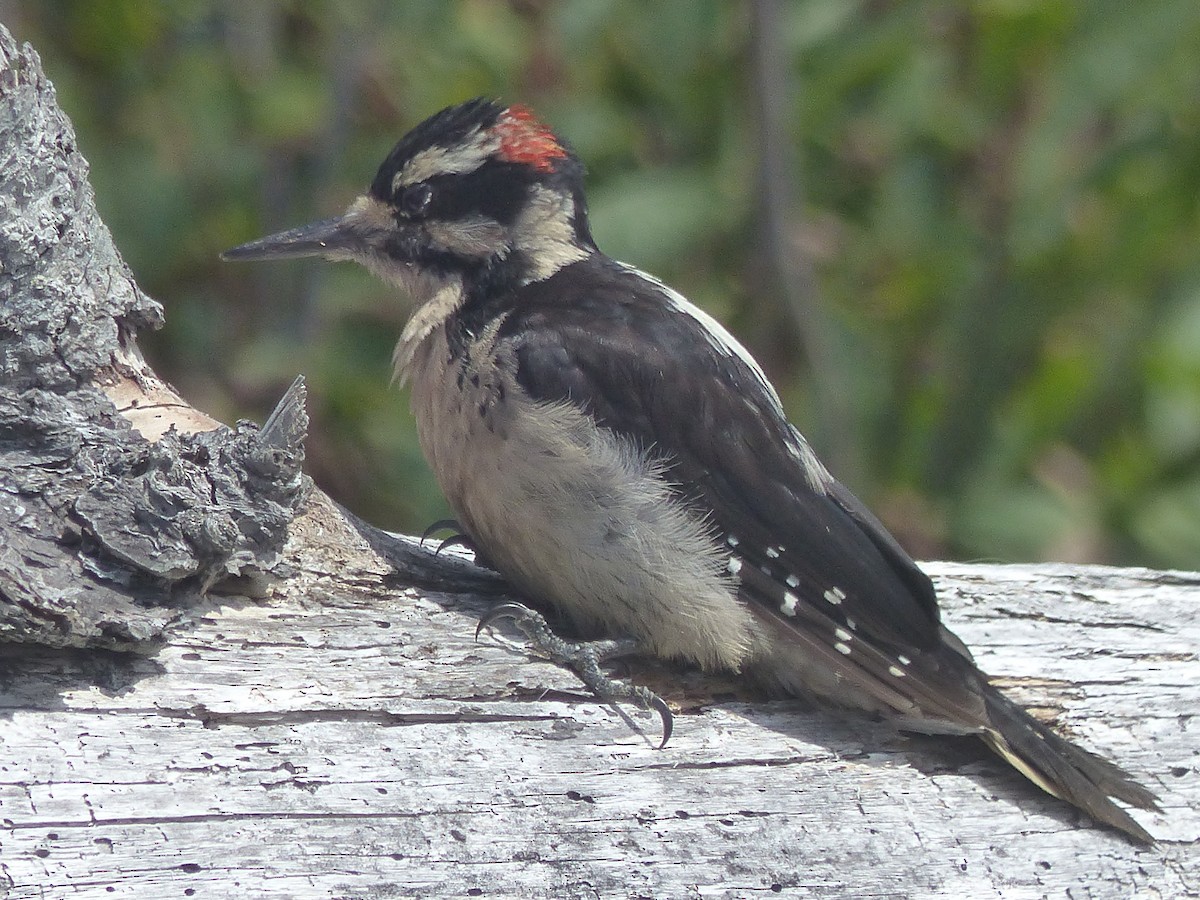 Hairy Woodpecker - ML621760478