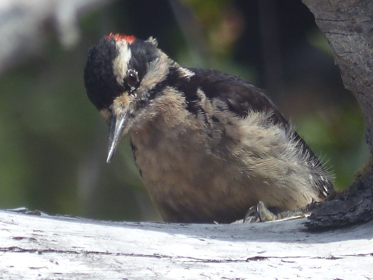 Hairy Woodpecker - Carolyn Wilcox