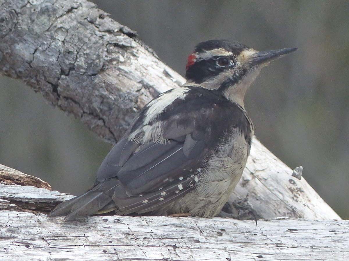 Hairy Woodpecker - ML621760484