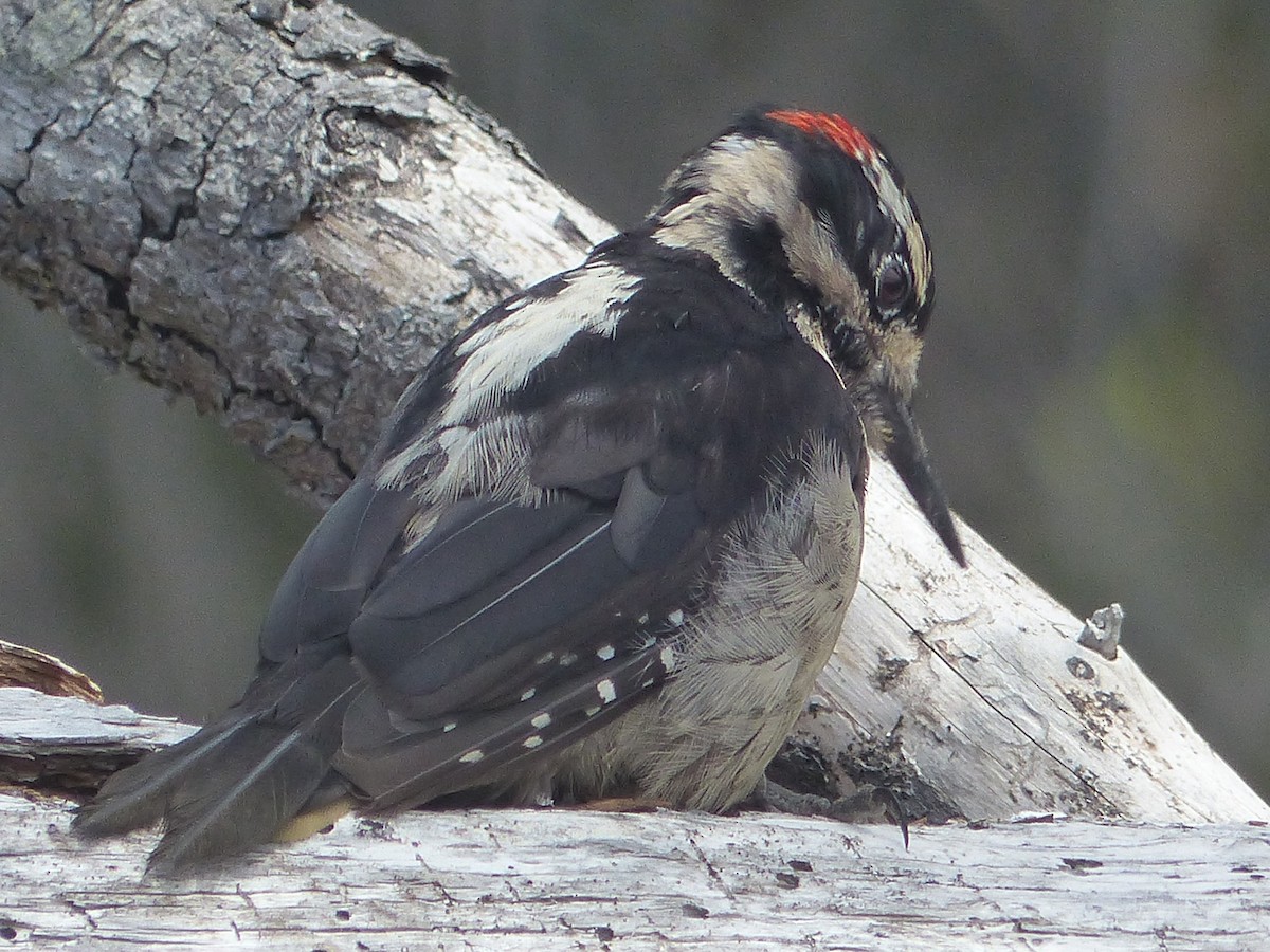 Hairy Woodpecker - ML621760489