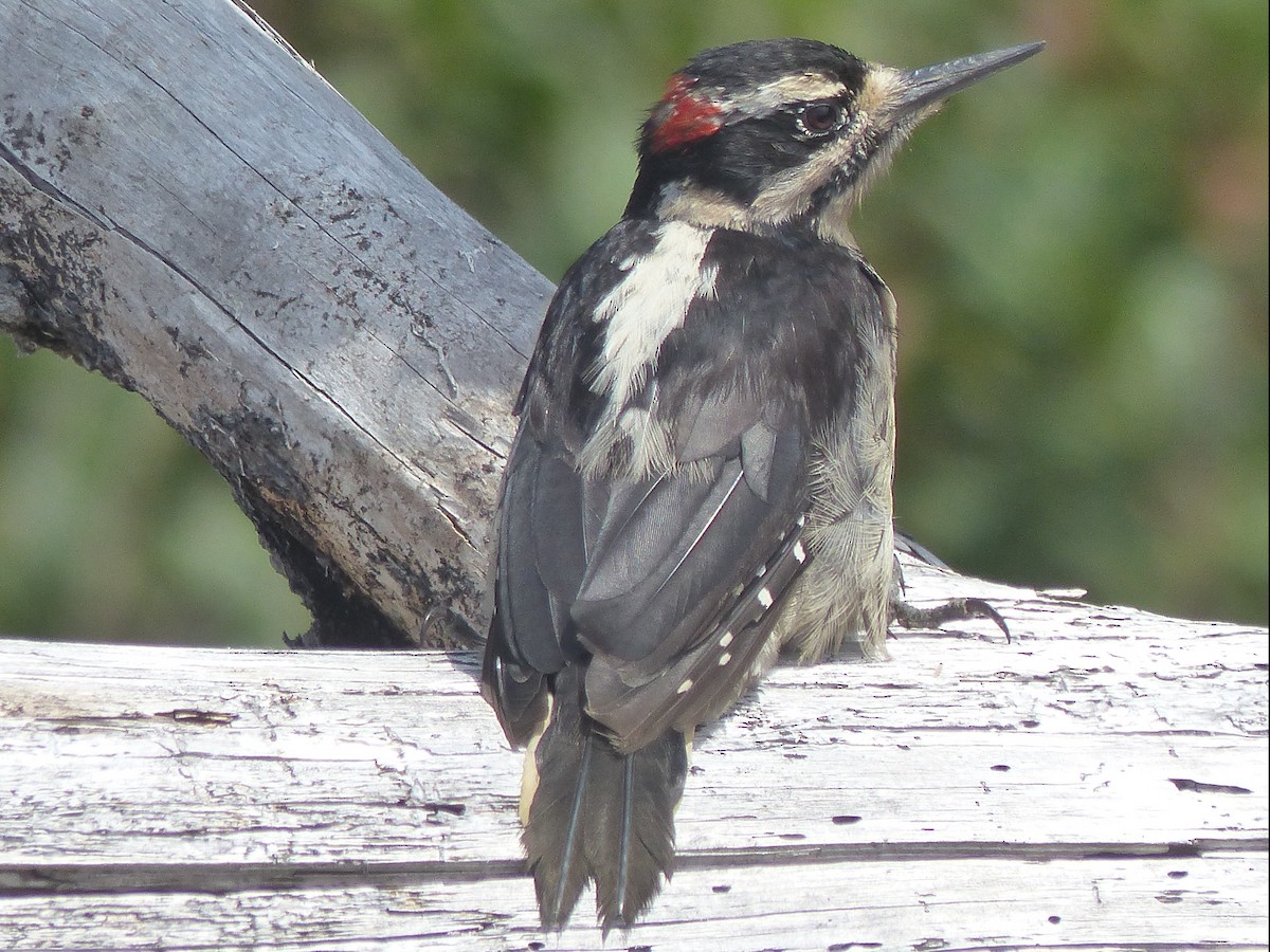 Hairy Woodpecker - ML621760492