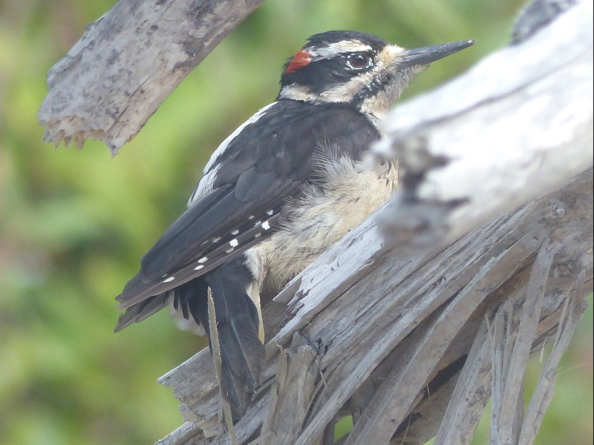 Hairy Woodpecker - ML621760493