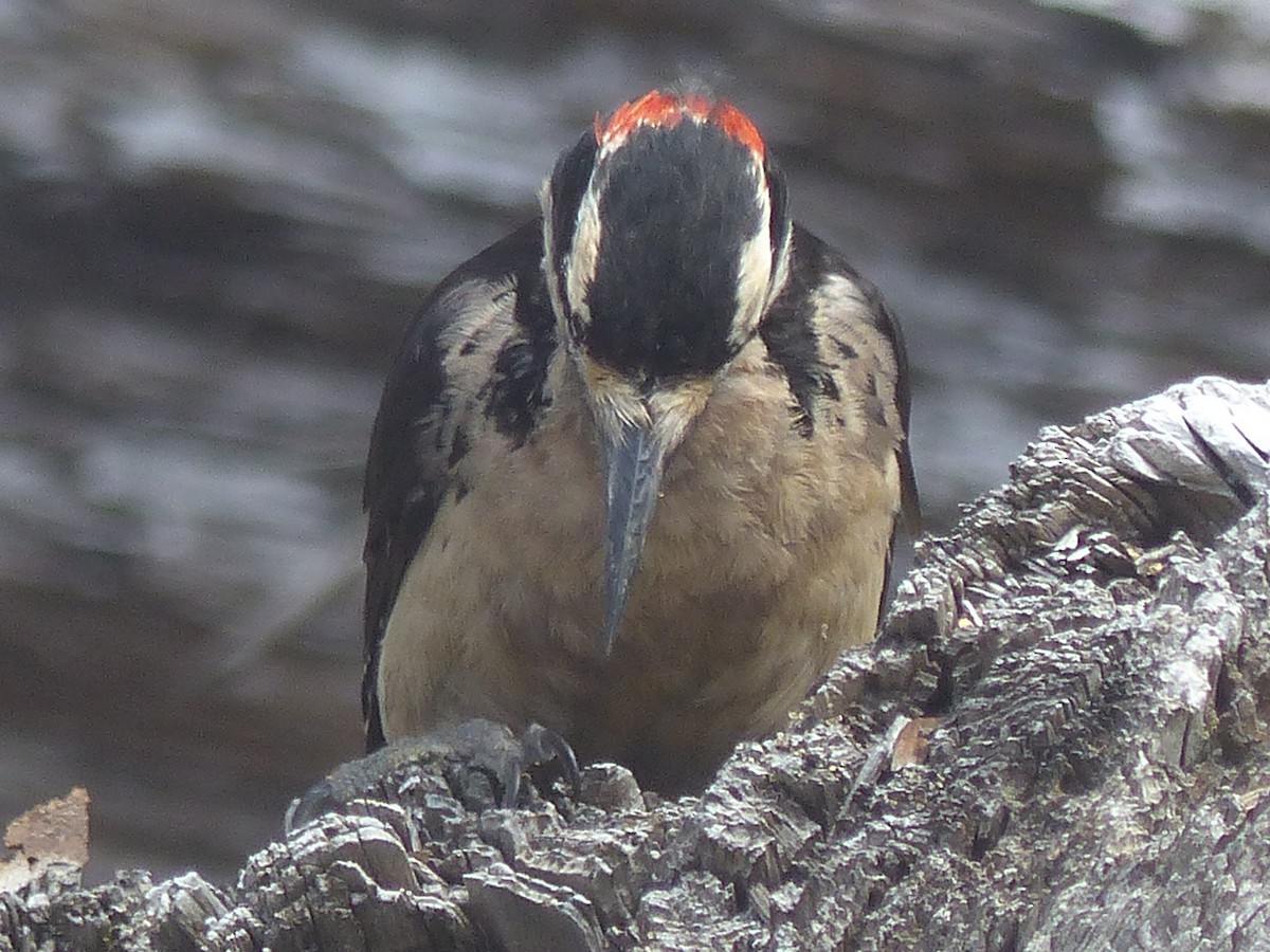 Hairy Woodpecker - ML621760496