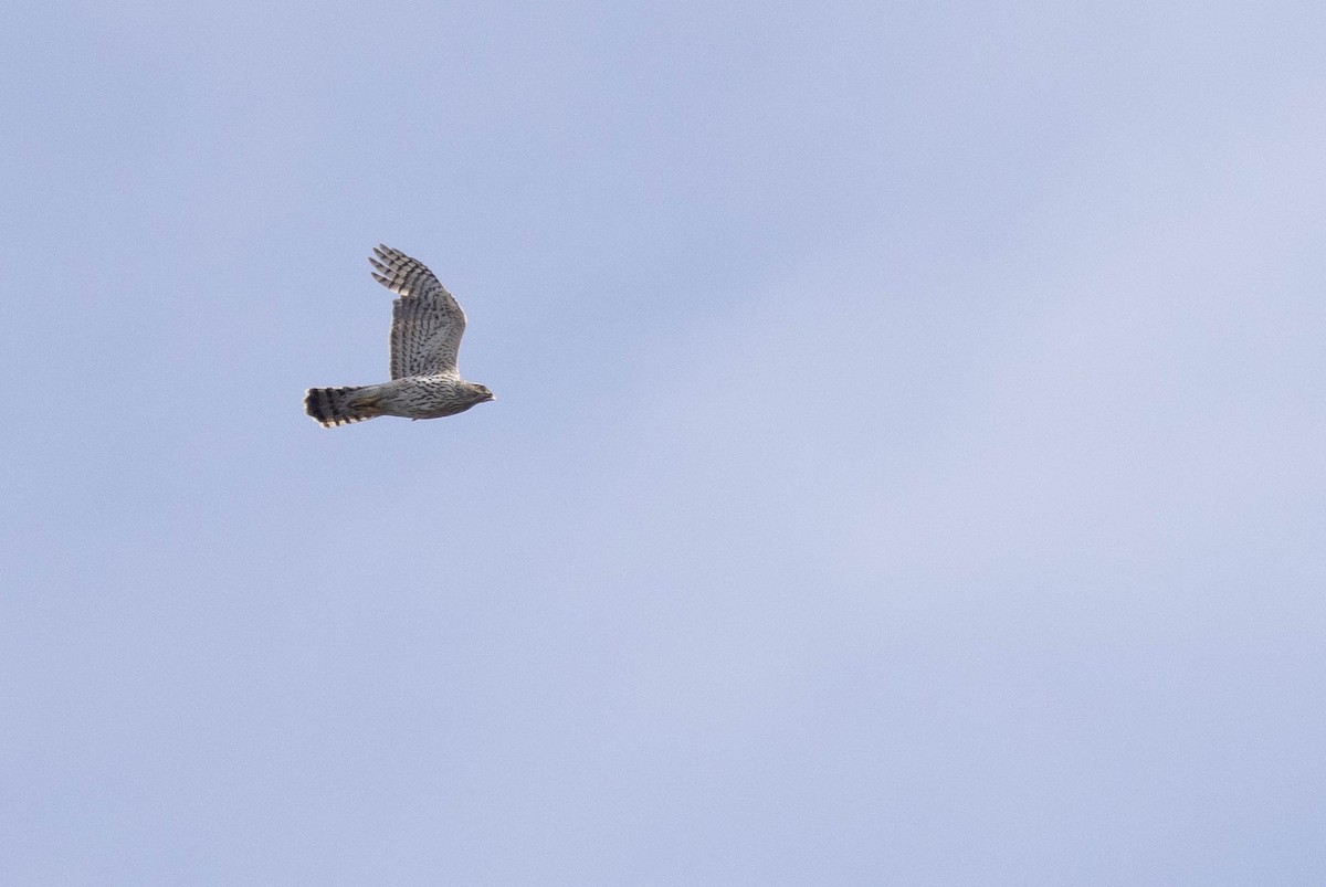 Eurasian Goshawk - ML621760556