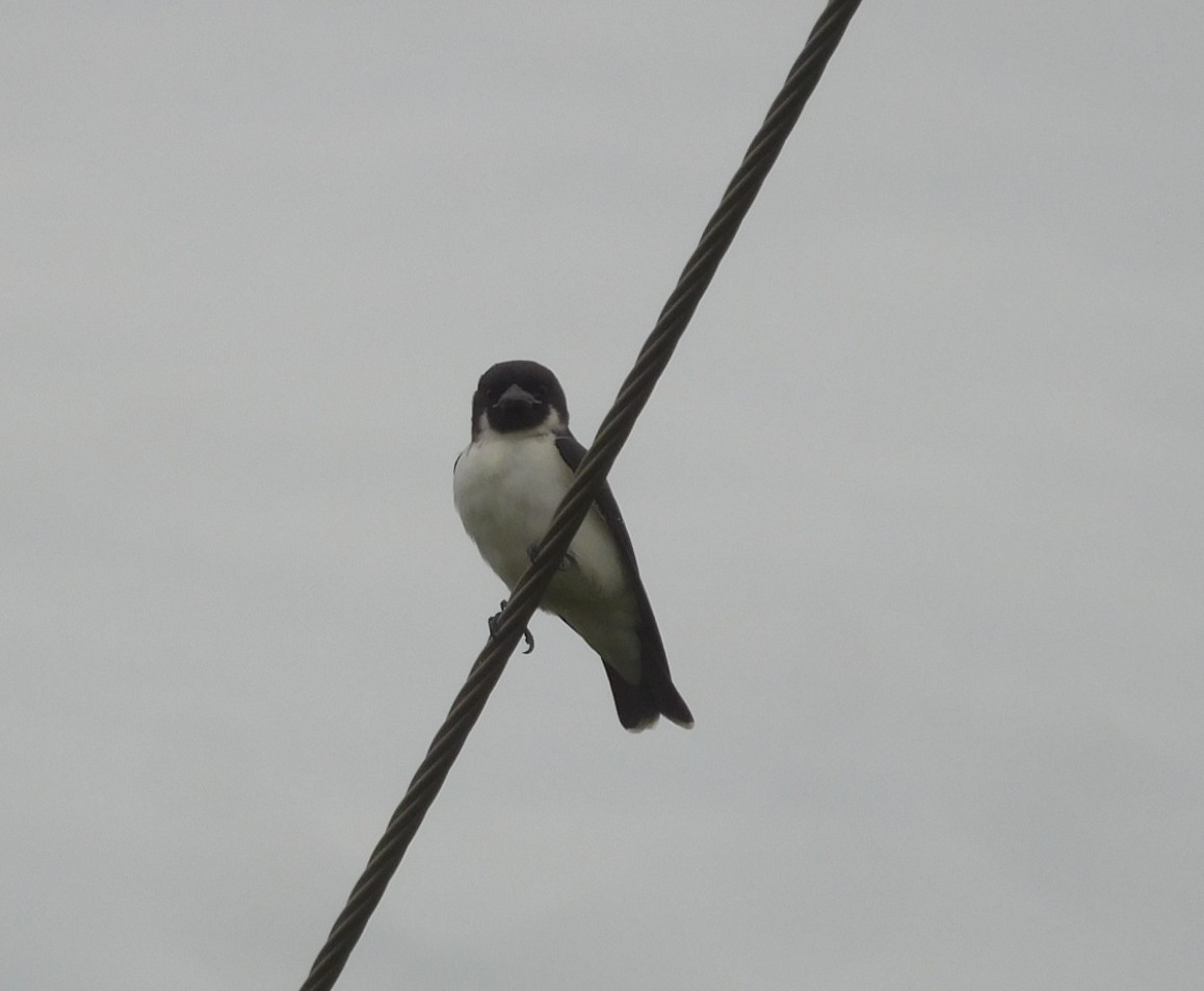 Pacific Swallow - ML621760564