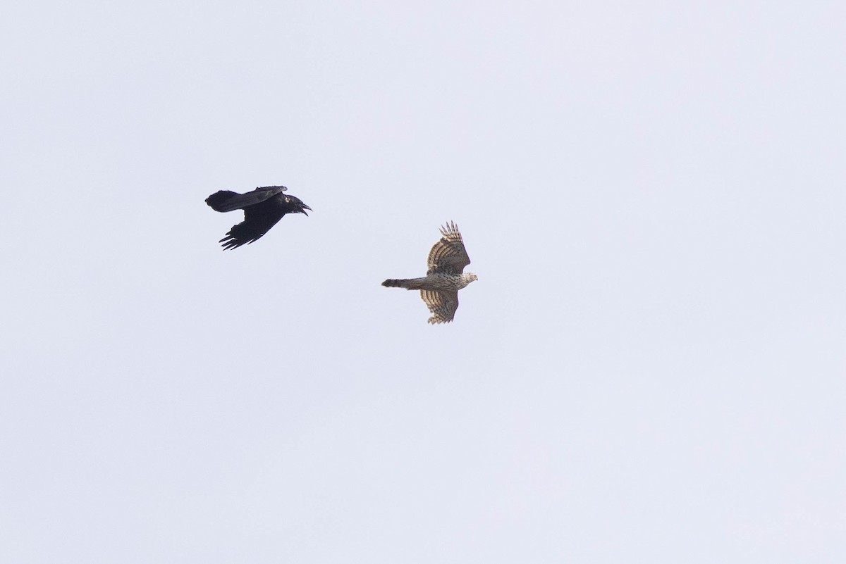 Eurasian Goshawk - ML621760570