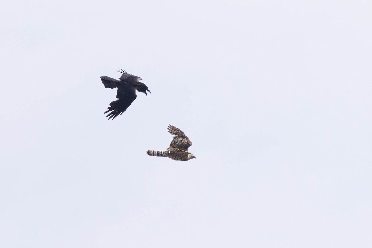 Eurasian Goshawk - ML621760574