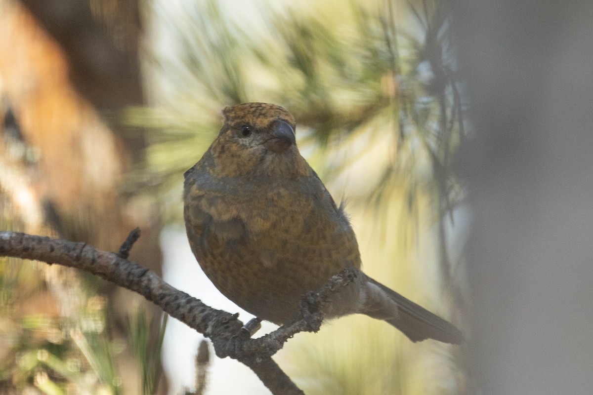 Pine Grosbeak (Eurasian) - ML621760632