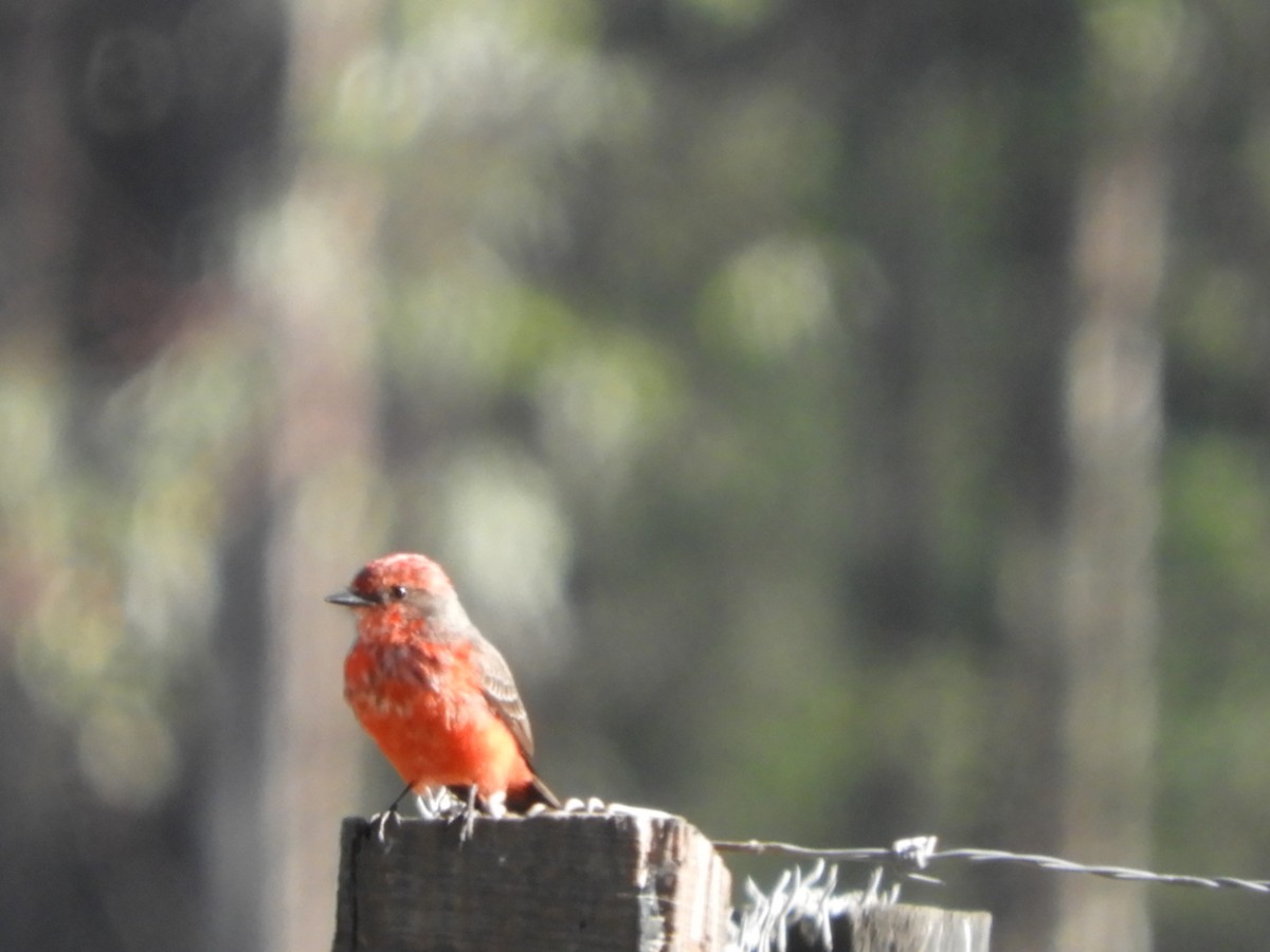 Vermilion Flycatcher - ML621760645