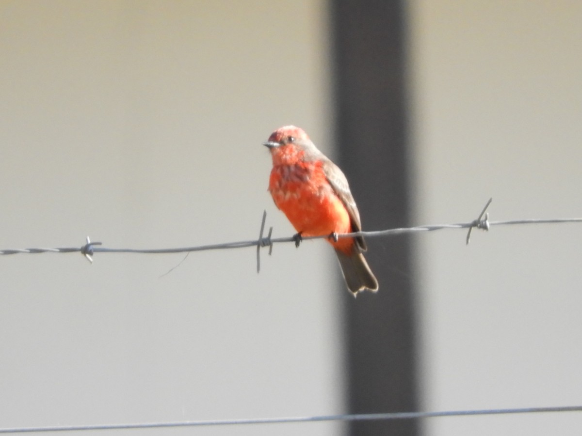 Vermilion Flycatcher - ML621760648