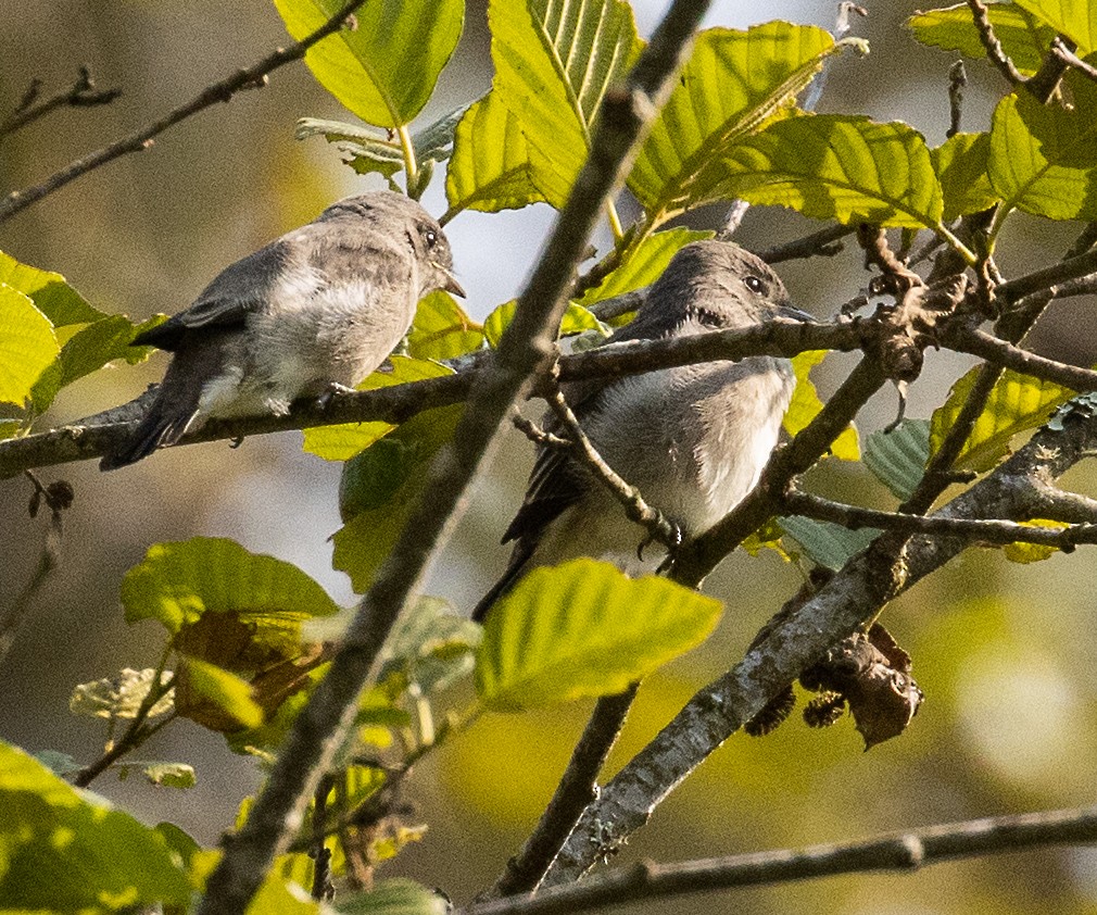 ニシモリタイランチョウ - ML621760673