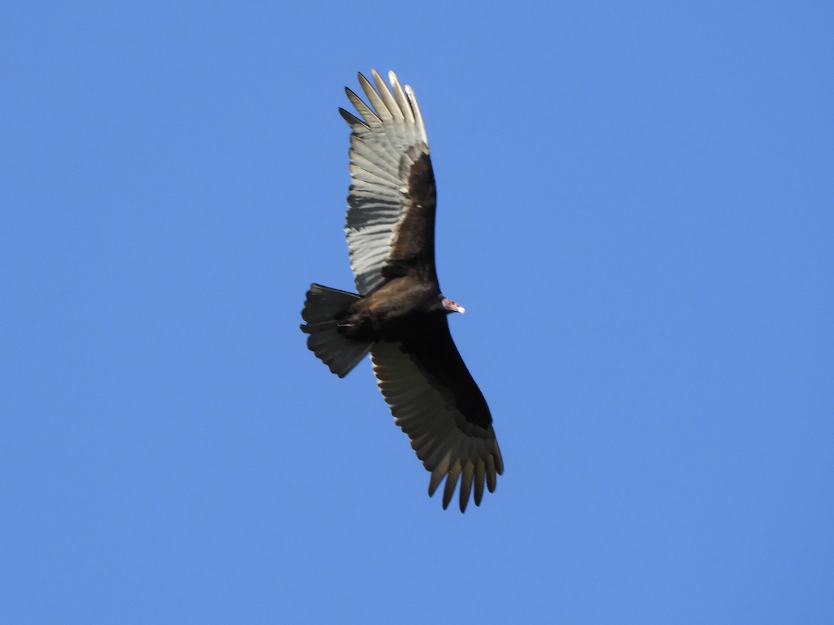 Turkey Vulture - ML621760682