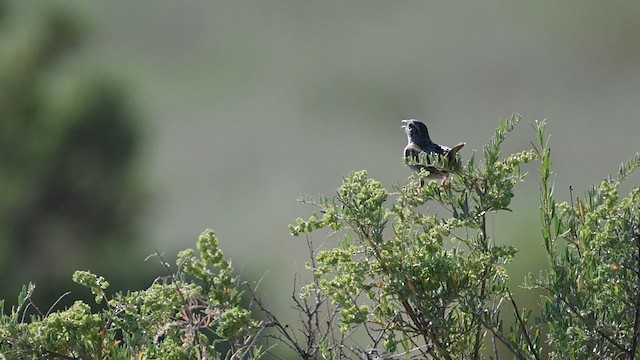 Cassin's Sparrow - ML621760731