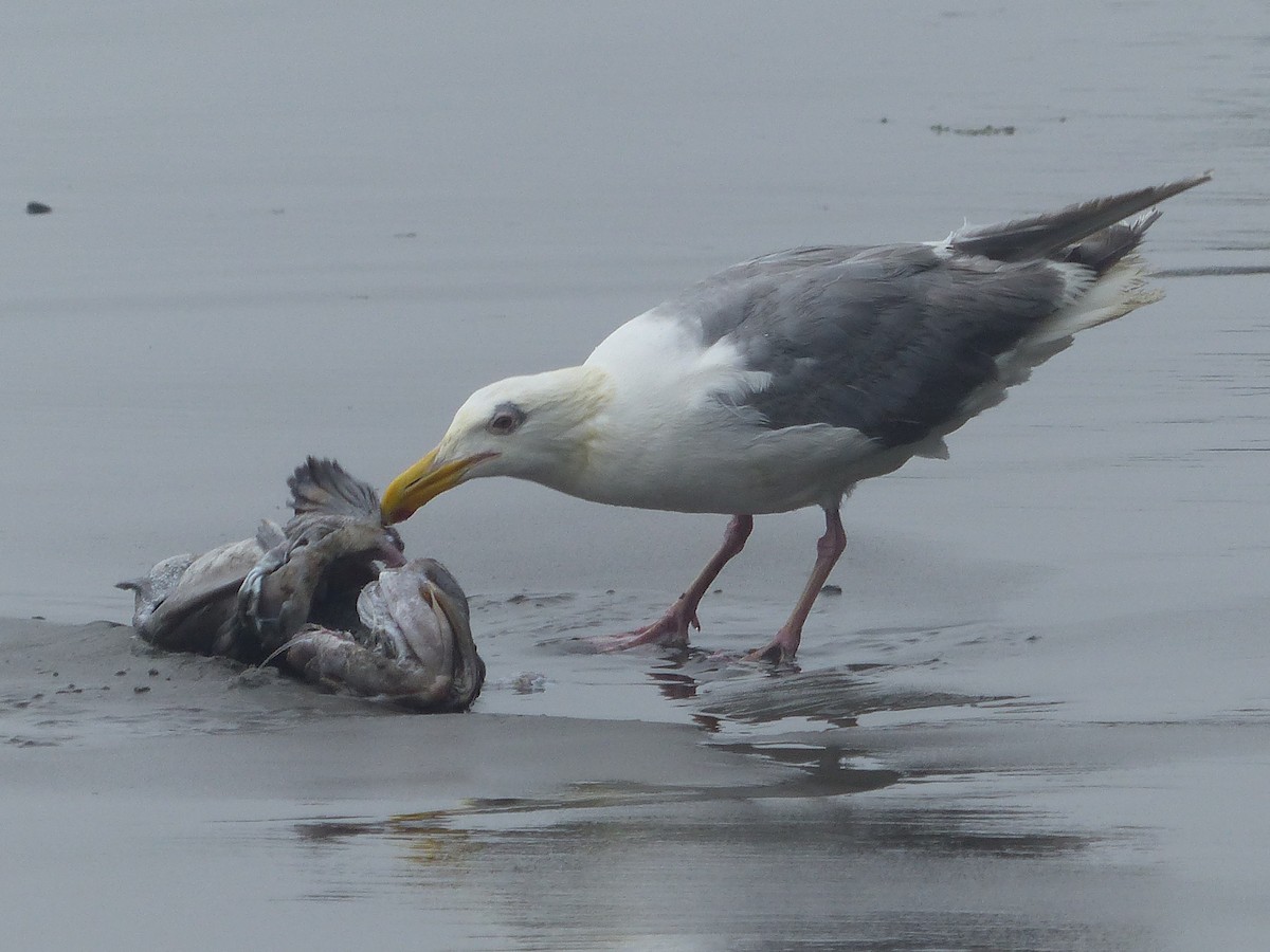 Western x Glaucous-winged Gull (hybrid) - ML621760804