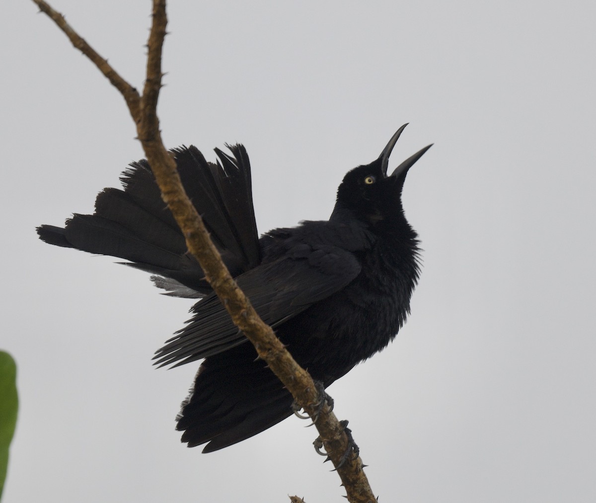 Nicaraguan Grackle - ML621760885