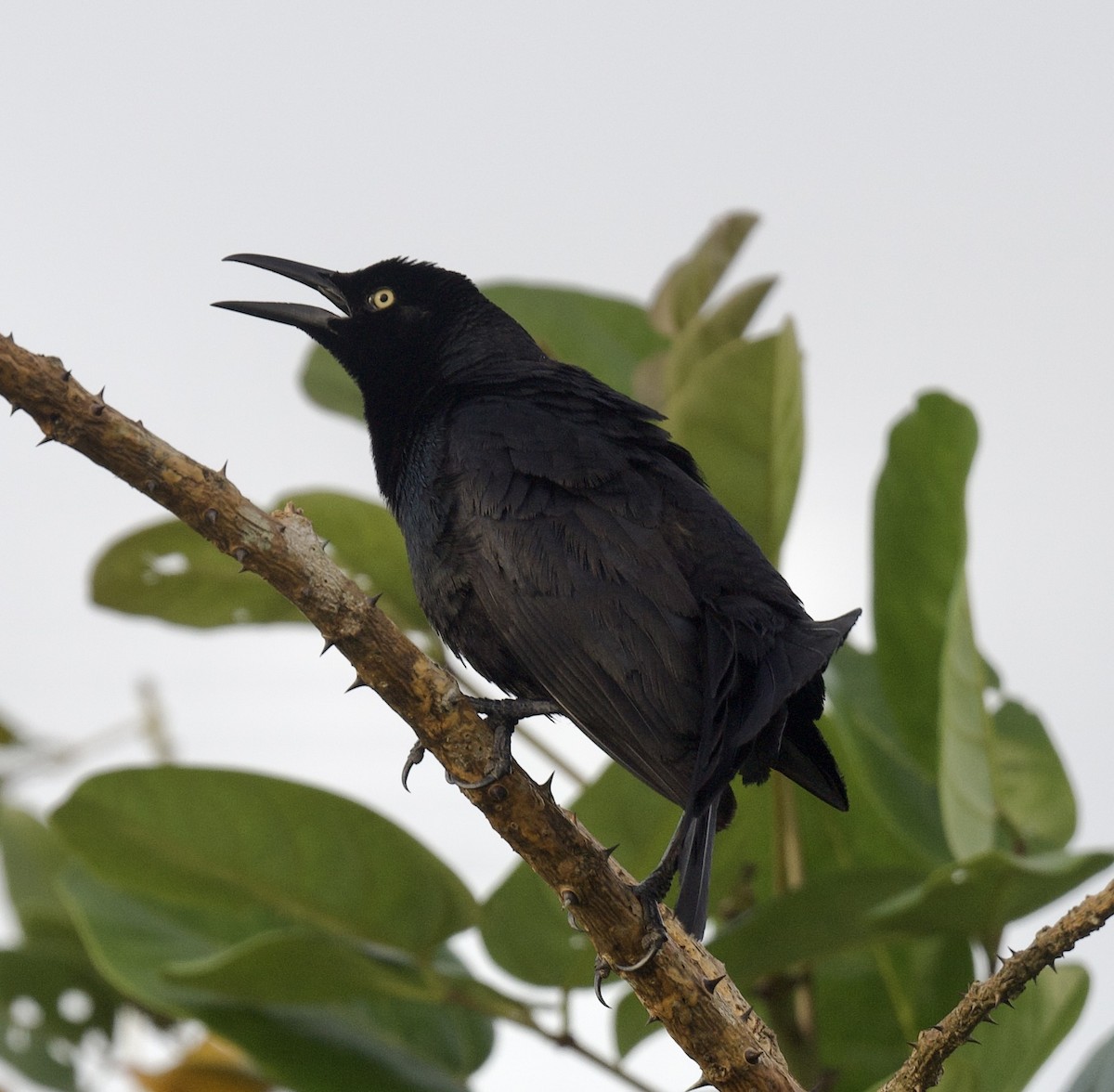 Nicaraguan Grackle - ML621760888