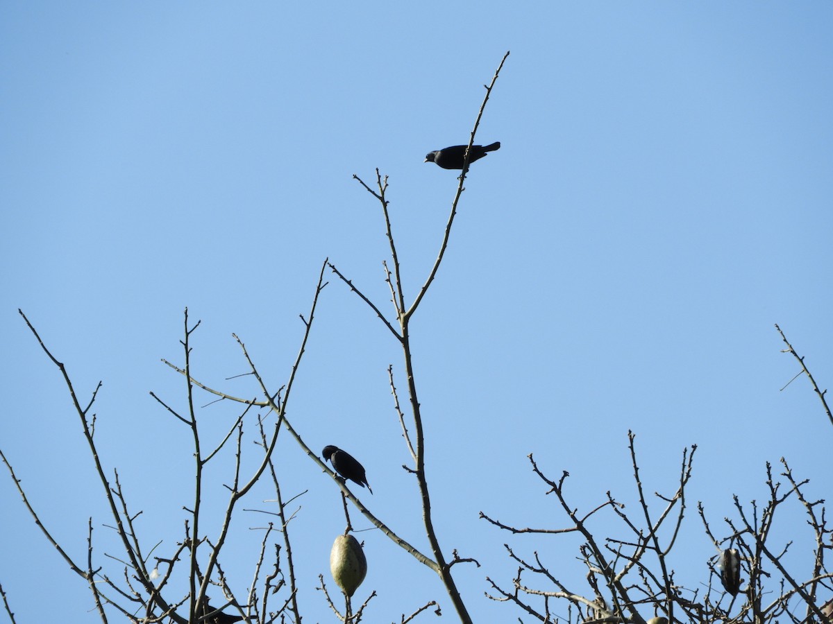 Shiny Cowbird - ML621761031