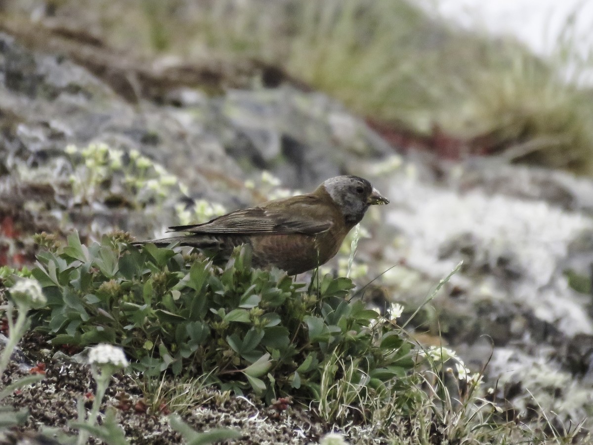 Gray-crowned Rosy-Finch (Hepburn's) - ML621761039