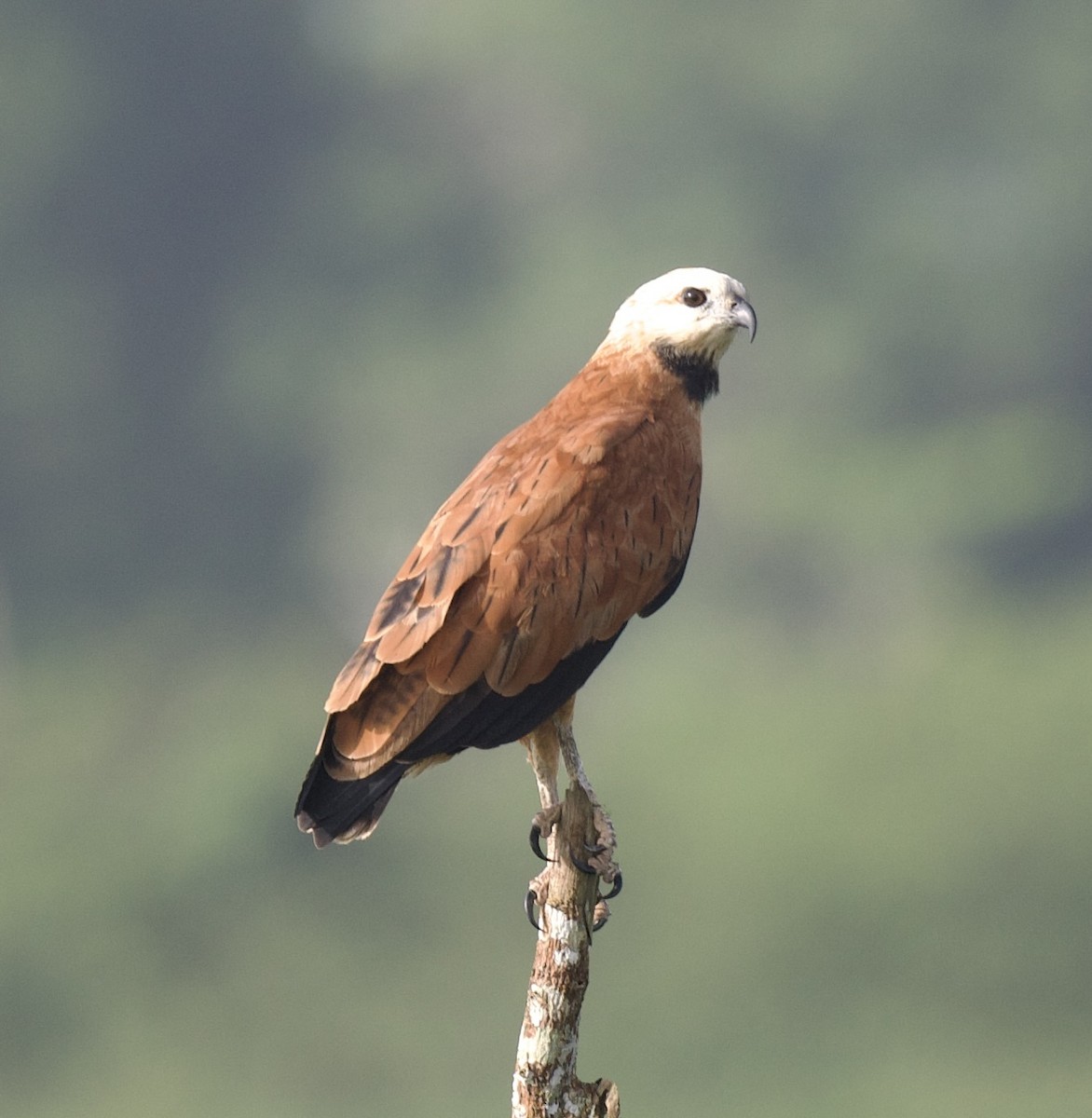 Black-collared Hawk - ML621761047