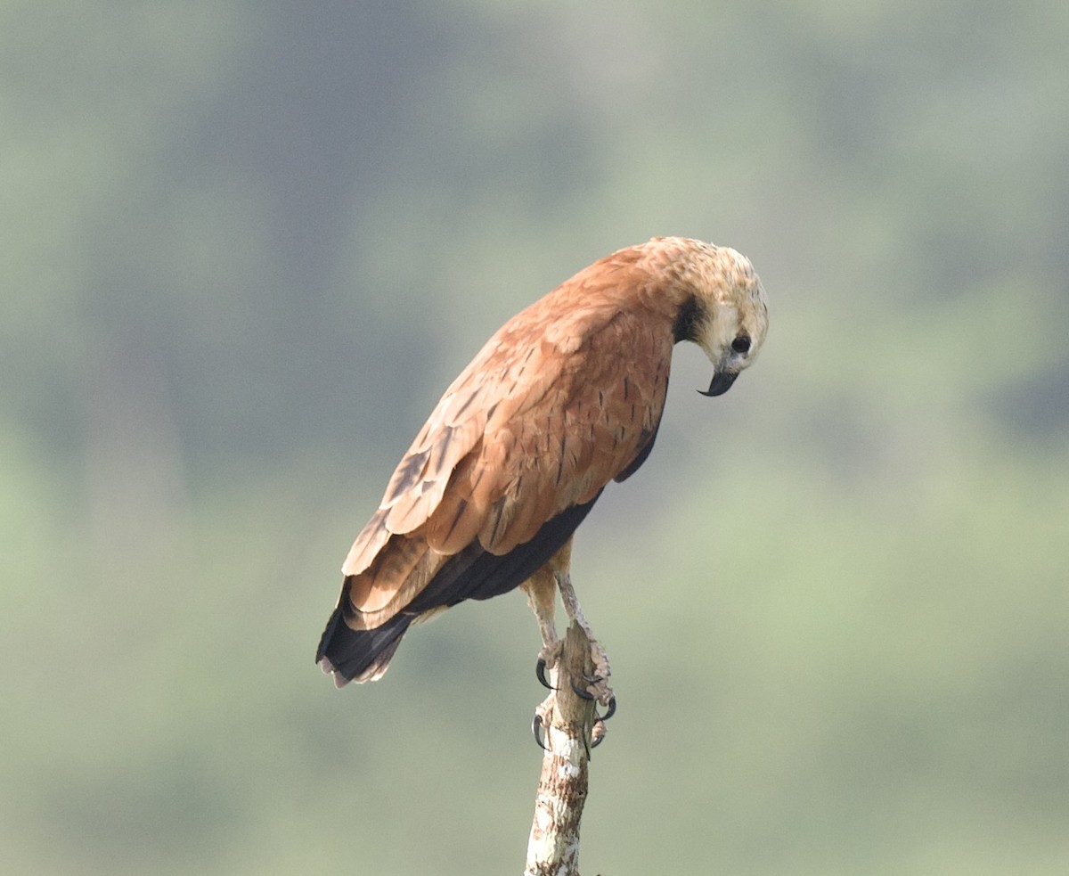 Black-collared Hawk - ML621761053