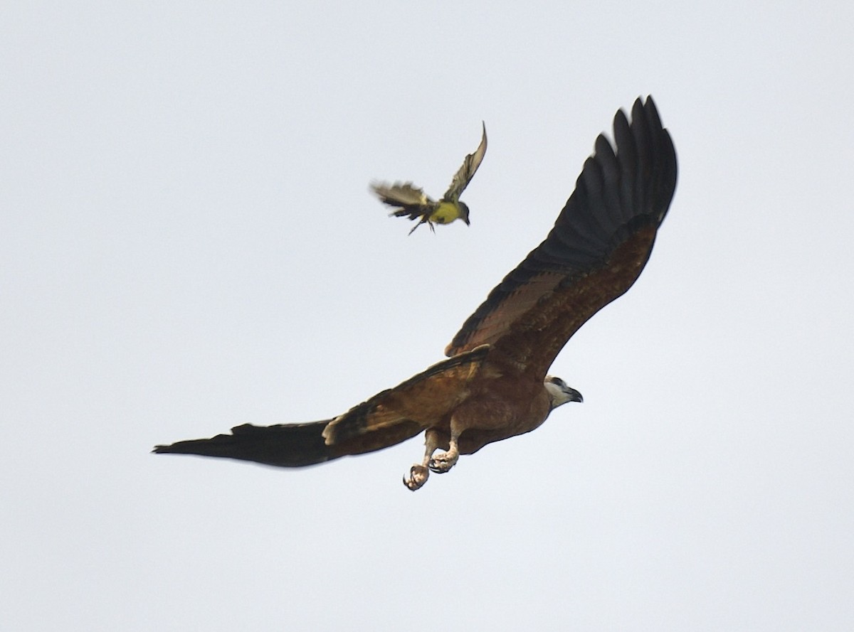 Black-collared Hawk - ML621761062