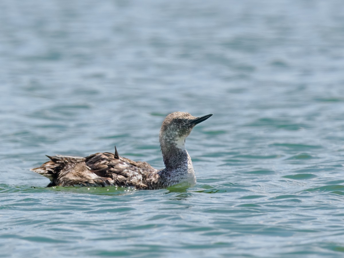 Red-throated Loon - ML621761063