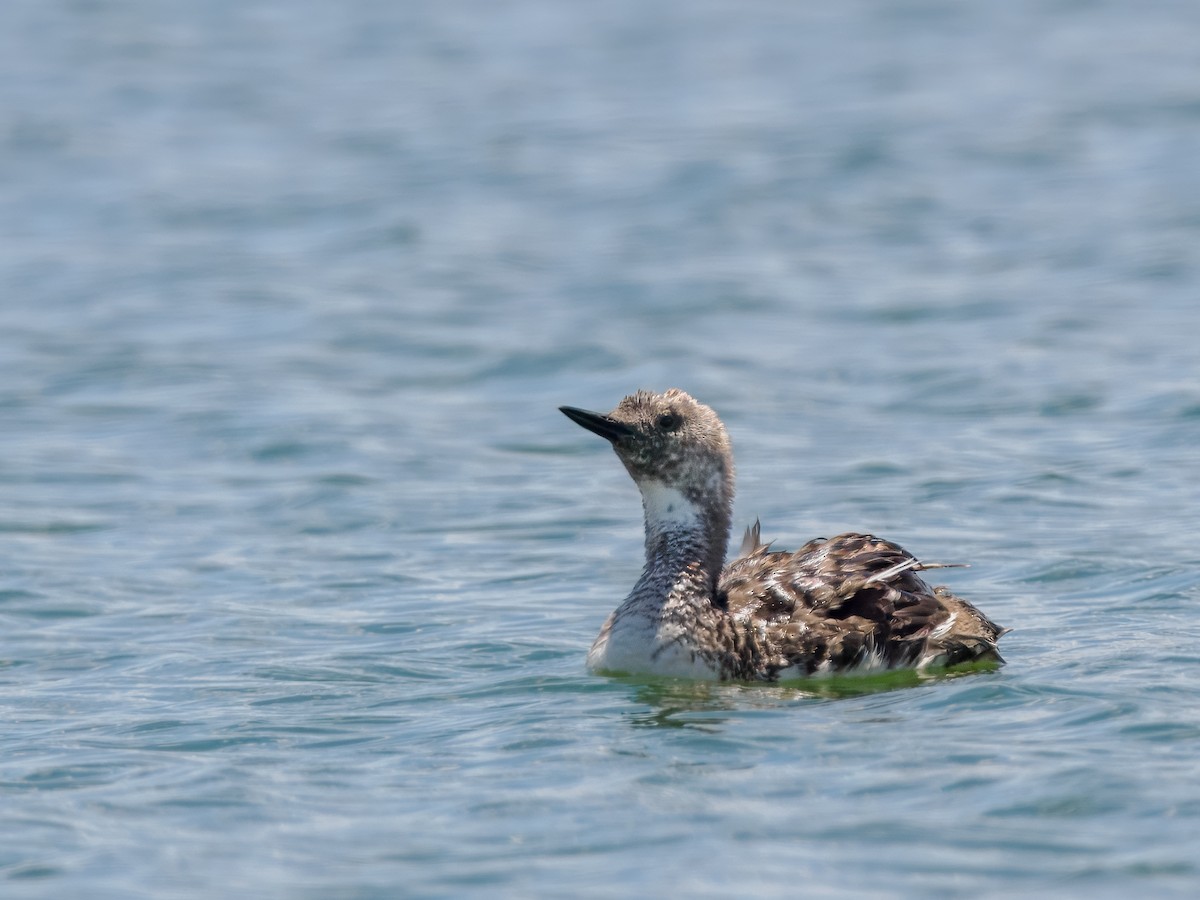 Red-throated Loon - ML621761064