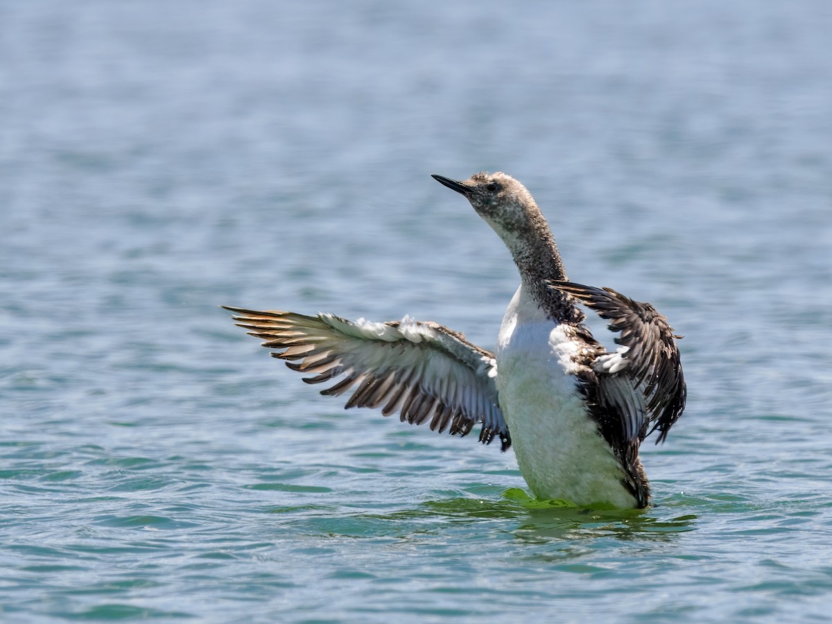 Red-throated Loon - ML621761065