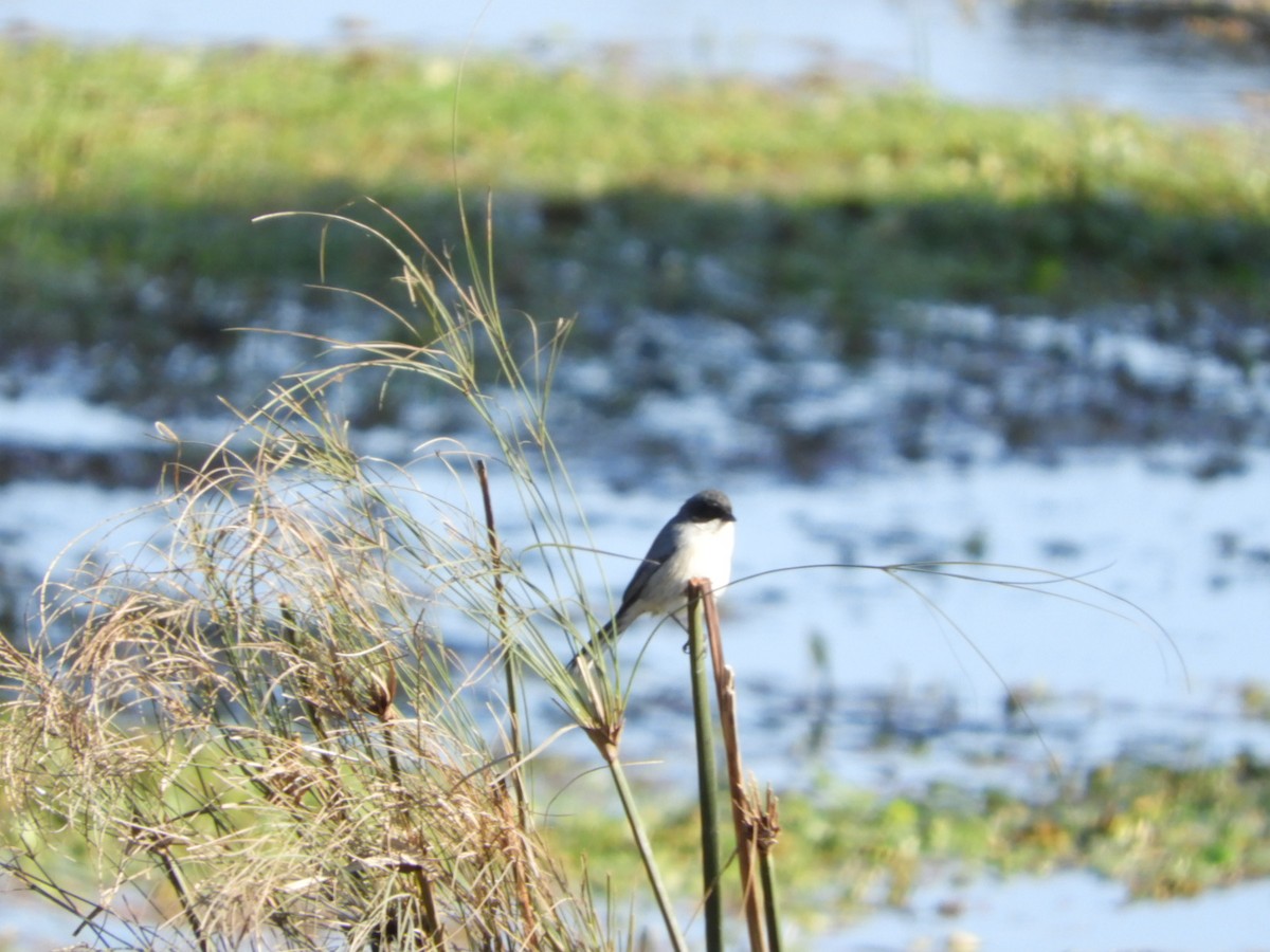 Black-capped Warbling Finch - ML621761076