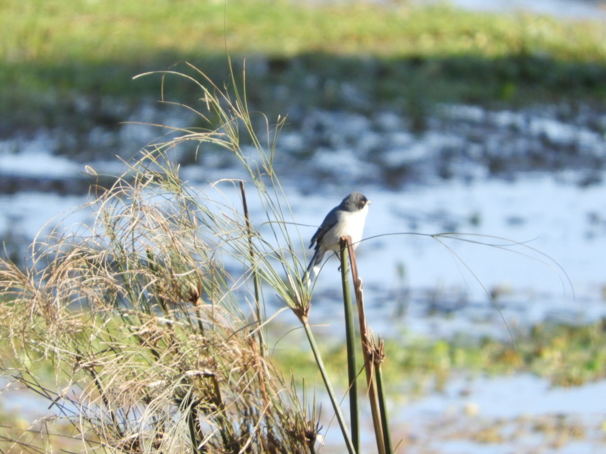 Black-capped Warbling Finch - ML621761077