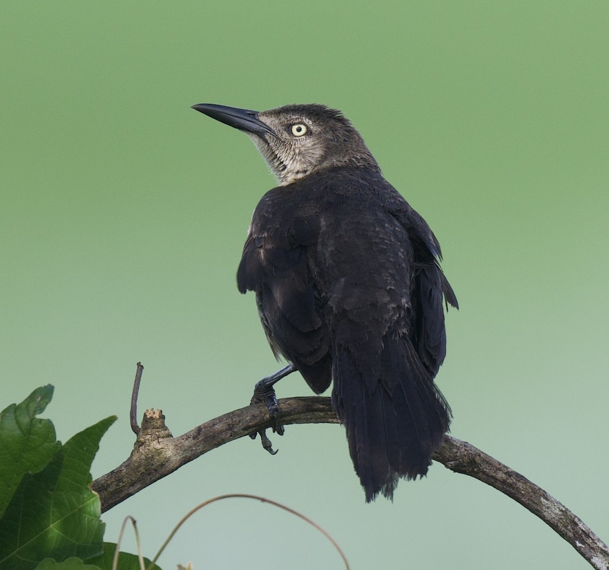 Nicaraguan Grackle - ML621761093