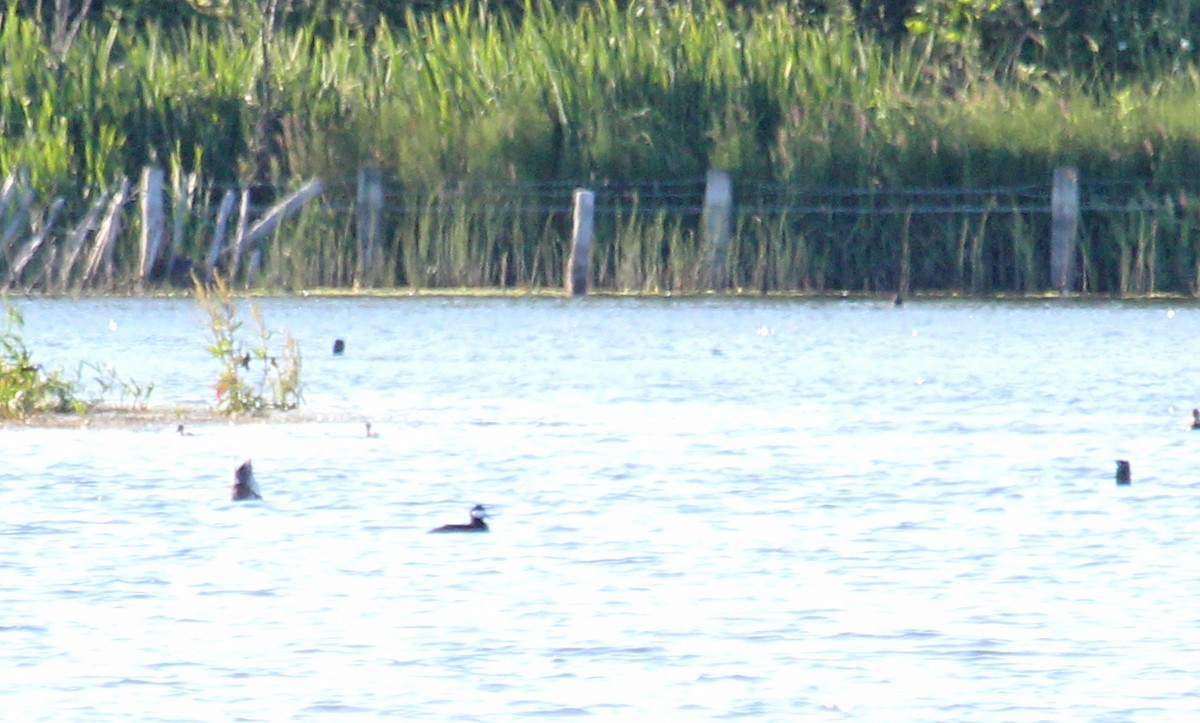 Ruddy Duck - ML621761139