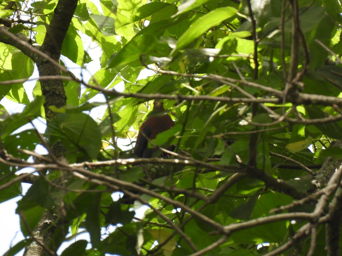 Red-billed Pigeon - ML621761268