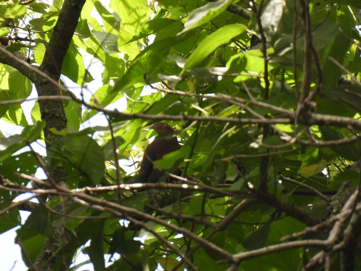 Red-billed Pigeon - ML621761269