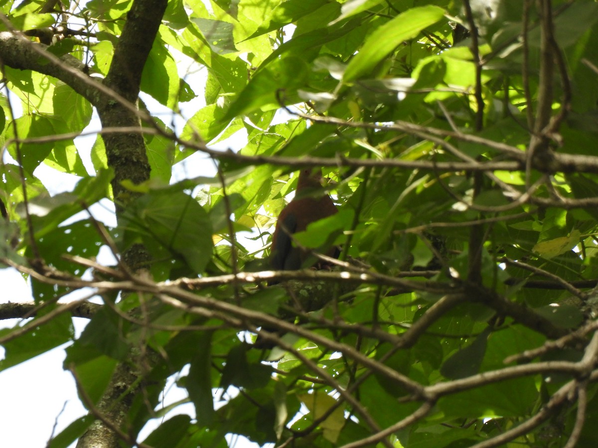 Red-billed Pigeon - ML621761270