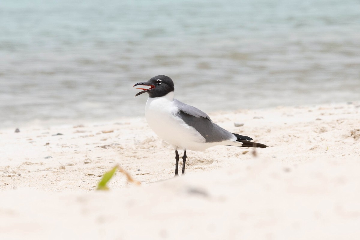 Laughing Gull - ML621761418