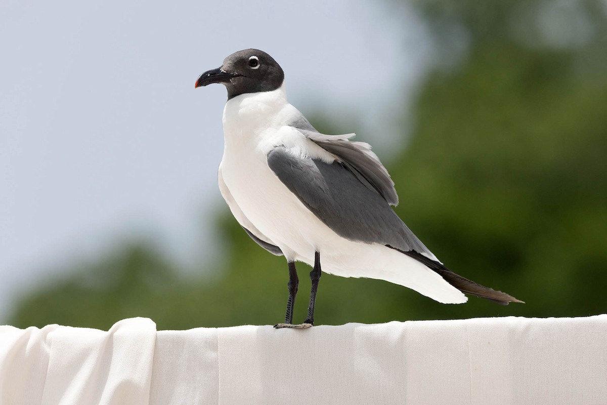 Laughing Gull - ML621761419