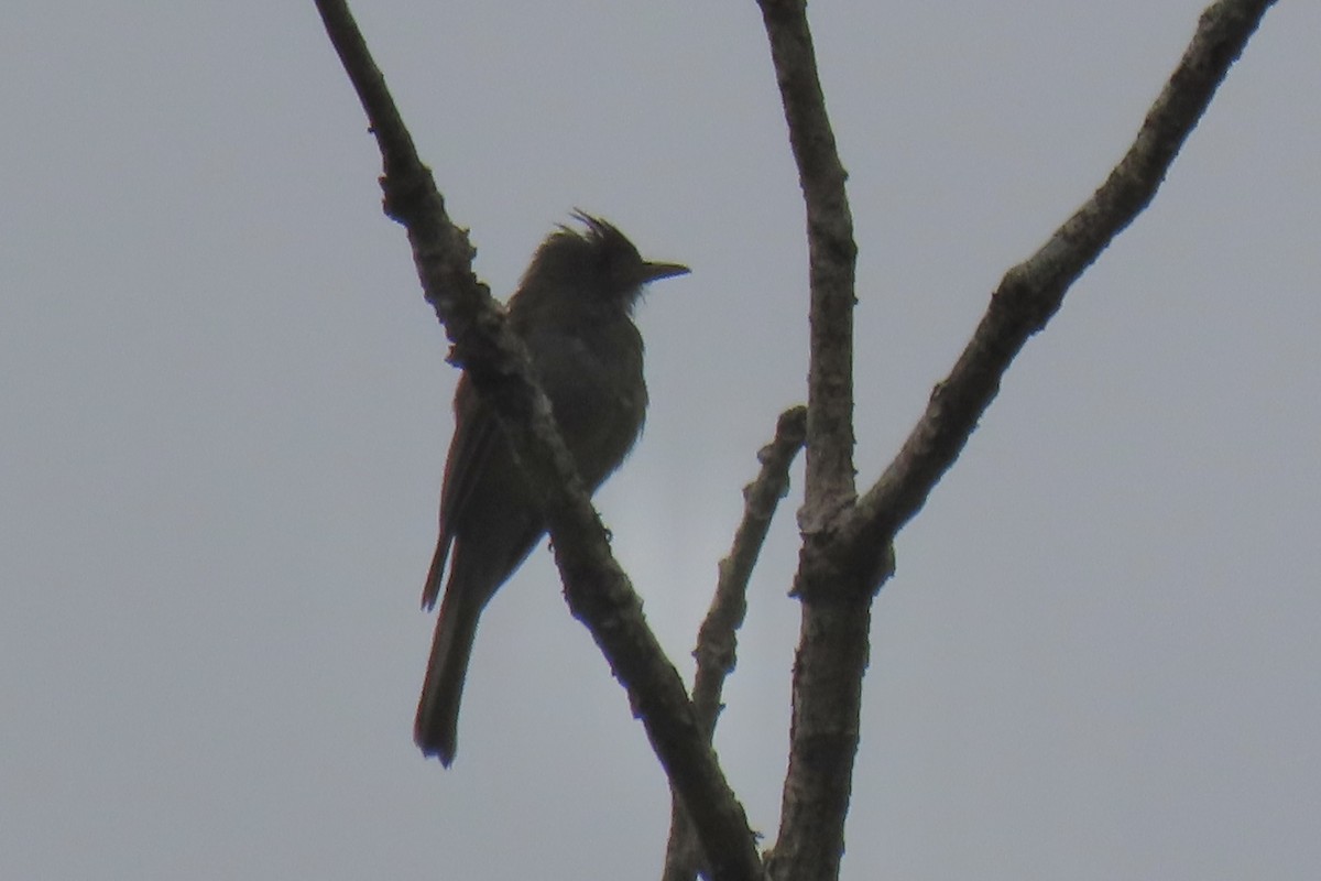 Dark Pewee - ML621761426