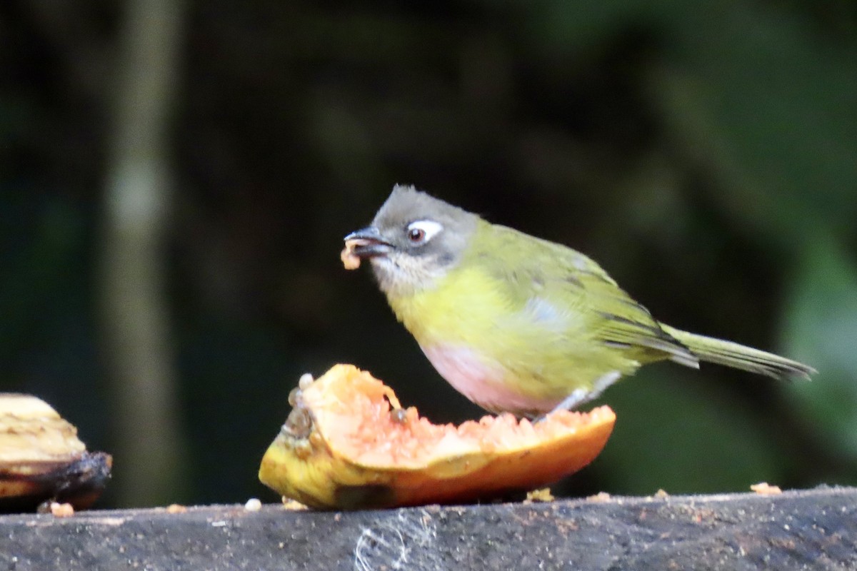 Common Chlorospingus - Eric Anderson