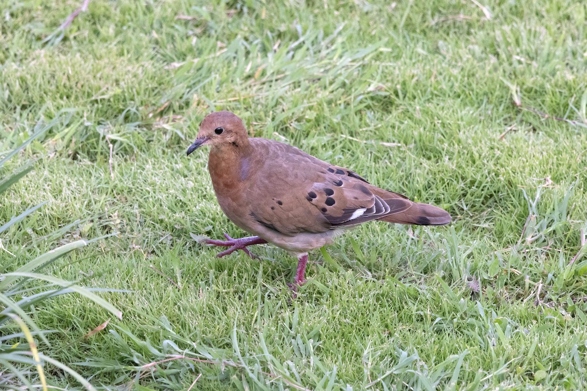 Zenaida Dove - Jessica Blaine Smith