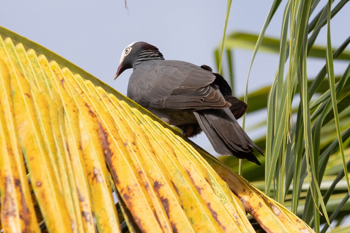 White-crowned Pigeon - ML621761584