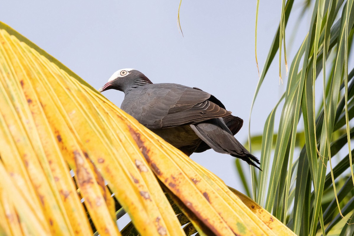 White-crowned Pigeon - ML621761585