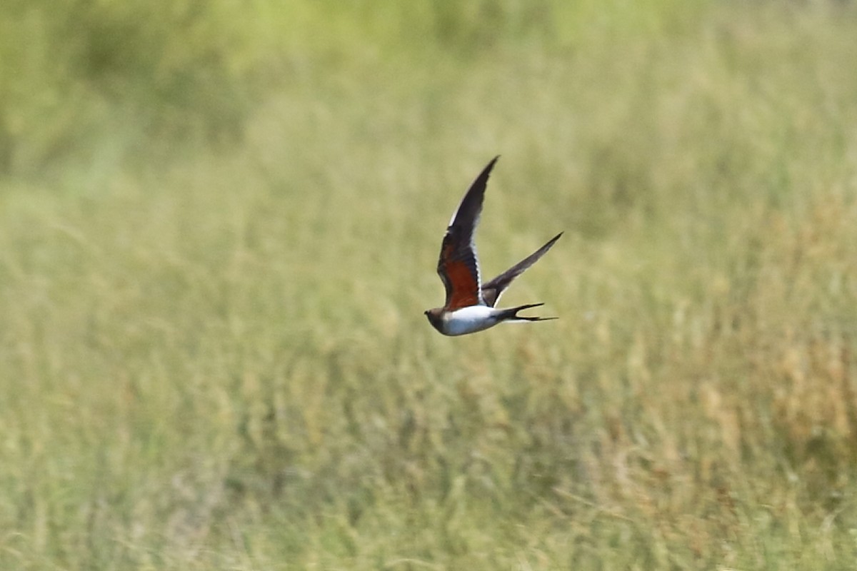 Луговая тиркушка - ML621761640