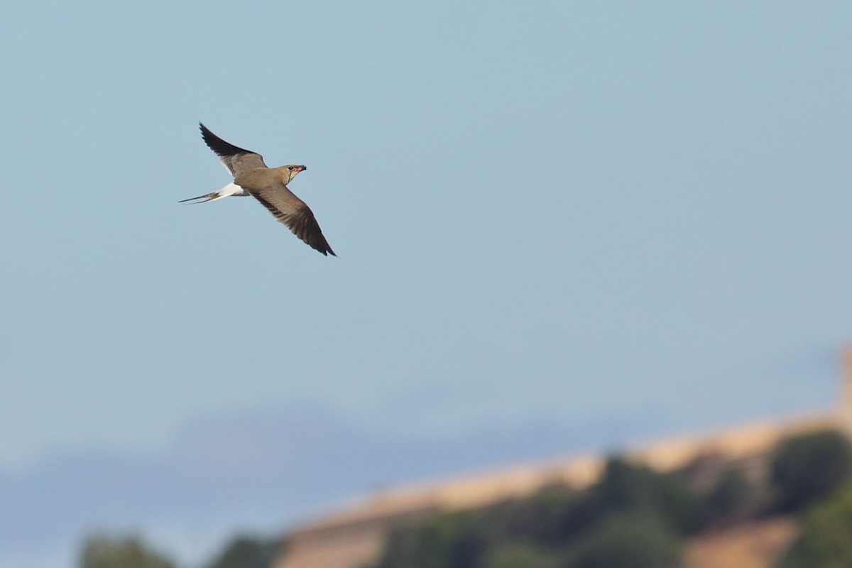 Луговая тиркушка - ML621761641