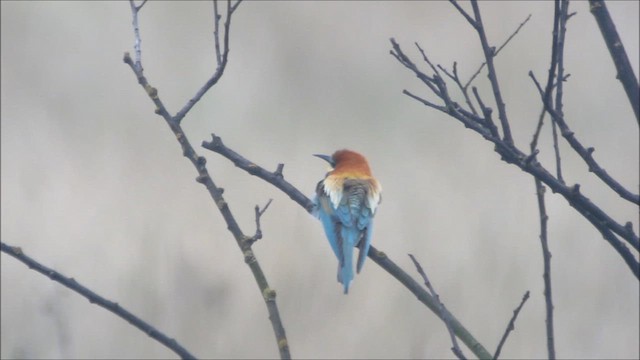 European Bee-eater - ML621761665