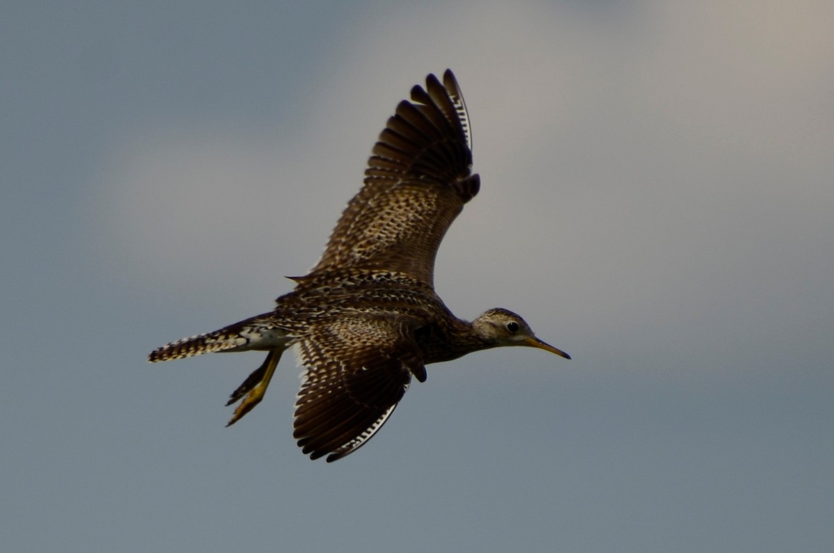 Upland Sandpiper - ML621761693